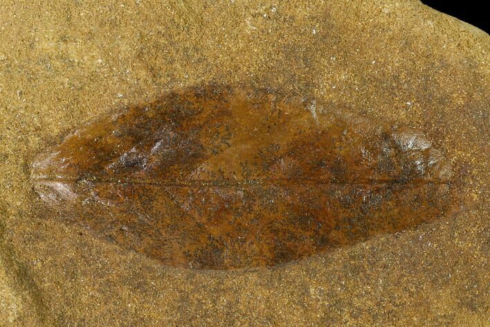 Cretaceous Fossil Leaf (Daphnophyllum) - Kansas #136455